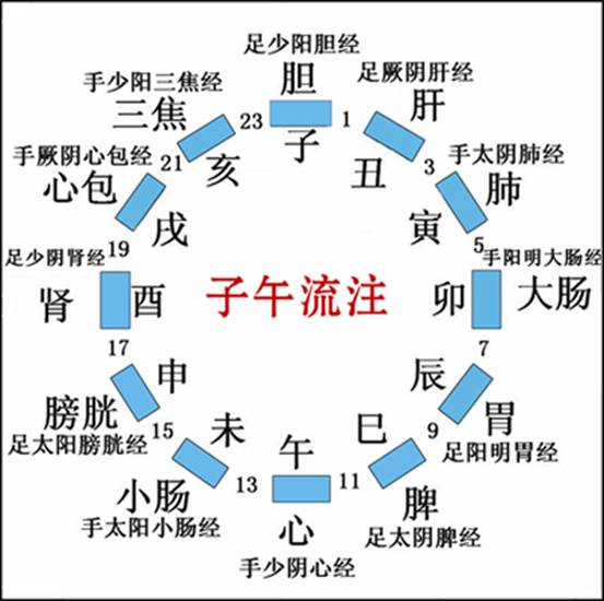 十二經(jīng)脈、任脈、督脈運行動態(tài)圖